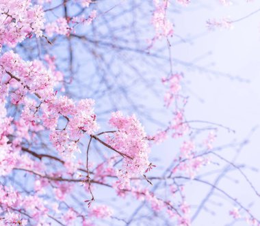 Güzel kiraz çiçekleri sakura ağacı çiçek bahar castle Park, kopya alanı, makroyu oluşturan, kapatmak.