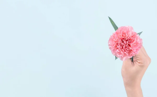 Woman giving bunch of elegance blooming baby pink color tender carnations isolated on pale blue background, mothers day decor design concept, top view, close up, copy space