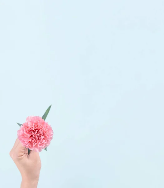 Femme donnant bouquet d'élégance fleurissant bébé oeillets tendres de couleur rose isolé sur fond bleu pâle, concept de conception de décor de fête des mères, vue de dessus, gros plan, espace de copie — Photo