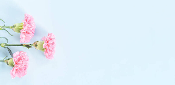 Beautiful fresh blooming baby pink color tender carnations isolated on bright blue background, mothers day thanks design concept, top view, flat lay, copy space, close up, mock up
