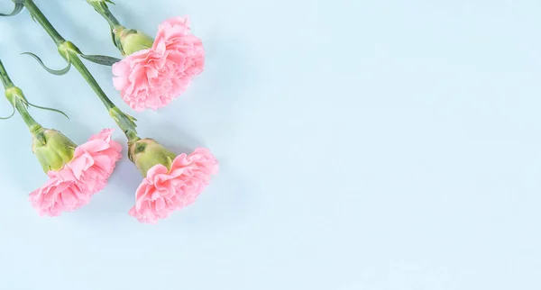 Hermosa flor fresca bebé rosa color tierno claveles aislados sobre fondo azul brillante, madre día gracias concepto de diseño, vista superior, plano laico, espacio de copia, primer plano, maqueta — Foto de Stock