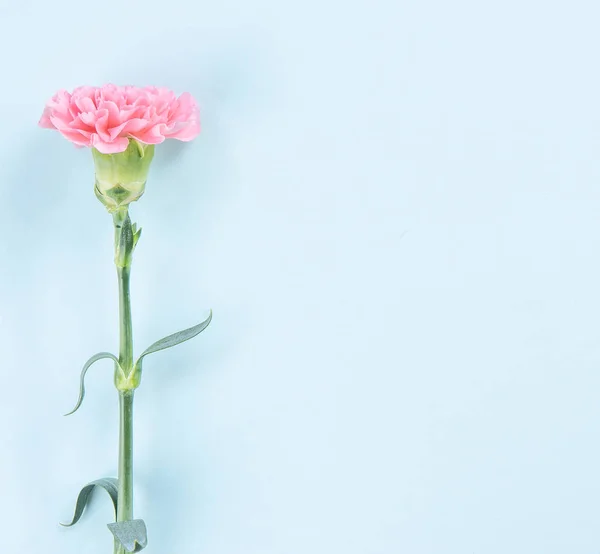 Hermosa flor fresca bebé rosa color tierno claveles aislados sobre fondo azul brillante, madre día gracias concepto de diseño, vista superior, plano laico, espacio de copia, primer plano, maqueta — Foto de Stock