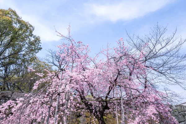 Schöne Kirschblüten Sakura-Baumblüte im Frühling im Schlosspark, Kopierraum, Nahaufnahme, Makro. — Stockfoto