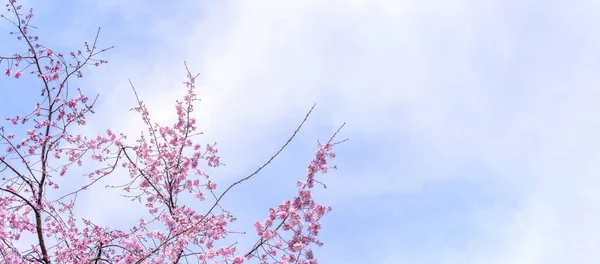 Hermosas flores de cerezo sakura árbol florecen en primavera en el parque del castillo, espacio de copia, primer plano, macro . — Foto de Stock