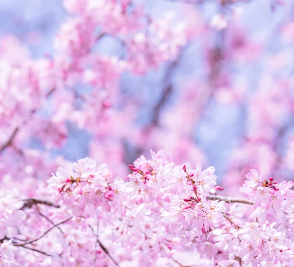 Belle fleur de cerisier sakura arbre fleurir au printemps dans le parc du château, espace de copie, gros plan, macro . — Photo