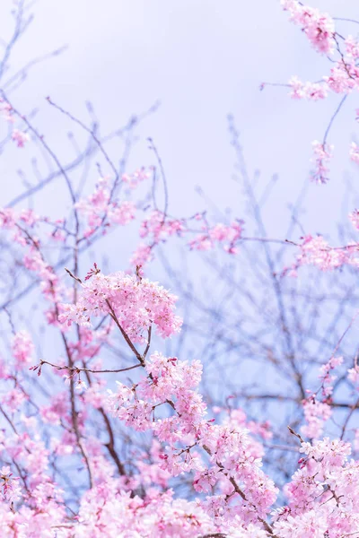 Красива вишнева квітка сакура цвіте навесні в парку замку, копіювання простору, крупним планом, макро . — стокове фото