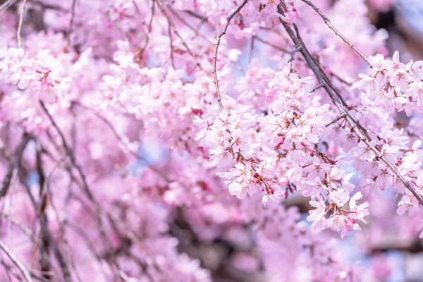 Belle fleur de cerisier sakura arbre fleurir au printemps dans le parc du château, espace de copie, gros plan, macro . — Photo