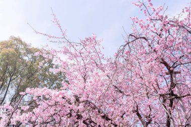 Güzel kiraz çiçekleri sakura ağacı çiçek bahar castle Park, kopya alanı, makroyu oluşturan, kapatmak.
