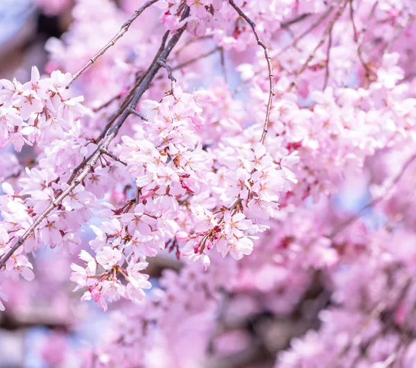 Belle fleur de cerisier sakura arbre fleurir au printemps dans le parc du château, espace de copie, gros plan, macro . — Photo