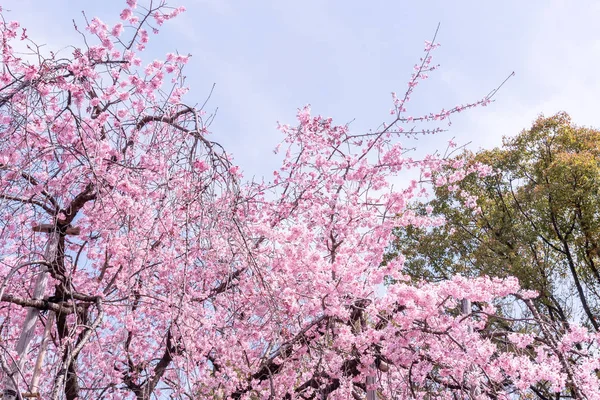 Красива вишнева квітка сакура цвіте навесні в парку замку, копіювання простору, крупним планом, макро . — стокове фото