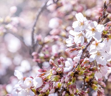 Güzel Yoshino Cherry çiçekleri Sakura (Prunus yedoensis) ağaç çiçeklenme bahar Kale Parkı, kopya alanı, yakın yukarı, makro.