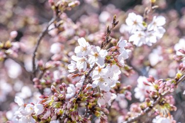 Güzel Yoshino Cherry çiçekleri Sakura (Prunus yedoensis) ağaç çiçeklenme bahar Kale Parkı, kopya alanı, yakın yukarı, makro.