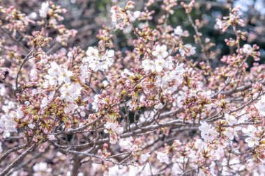 Güzel Yoshino Cherry çiçekleri Sakura (Prunus yedoensis) ağaç çiçeklenme bahar Kale Parkı, kopya alanı, yakın yukarı, makro.