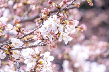 Güzel Yoshino Cherry çiçekleri Sakura (Prunus yedoensis) ağaç çiçeklenme bahar Kale Parkı, kopya alanı, yakın yukarı, makro.