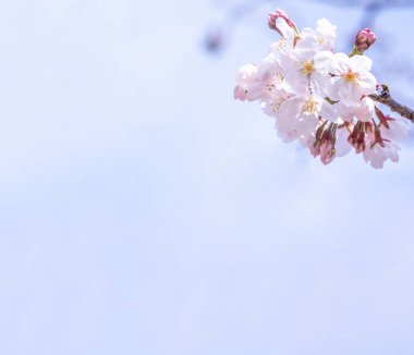 Güzel Yoshino Cherry çiçekleri Sakura (Prunus yedoensis) ağaç çiçeklenme bahar Kale Parkı, kopya alanı, yakın yukarı, makro.