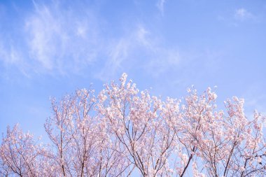 Güzel Yoshino Cherry çiçekleri Sakura (Prunus yedoensis) ağaç çiçeklenme bahar Kale Parkı, kopya alanı, yakın yukarı, makro.