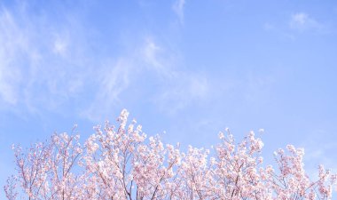 Güzel Yoshino Cherry çiçekleri Sakura (Prunus yedoensis) ağaç çiçeklenme bahar Kale Parkı, kopya alanı, yakın yukarı, makro.