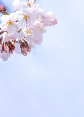 Güzel Yoshino Cherry çiçekleri Sakura (Prunus yedoensis) ağaç çiçeklenme bahar Kale Parkı, kopya alanı, yakın yukarı, makro.