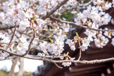 Güzel Yoshino Cherry çiçekleri Sakura (Prunus yedoensis) ağaç çiçeklenme bahar Kale Parkı, kopya alanı, yakın yukarı, makro.
