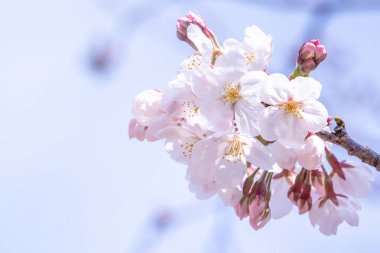 Güzel Yoshino Cherry çiçekleri Sakura (Prunus yedoensis) ağaç çiçeklenme bahar Kale Parkı, kopya alanı, yakın yukarı, makro.