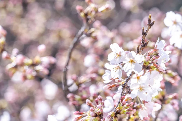 Güzel Yoshino Cherry çiçekleri Sakura (Prunus yedoensis) ağaç çiçeklenme bahar Kale Parkı, kopya alanı, yakın yukarı, makro.