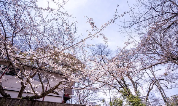 Mooie Yoshino kersenbloesems Sakura (Prunus yedoensis) boom bloeien in het voorjaar in het kasteelpark, kopieerruimte, close-up, macro. — Stockfoto