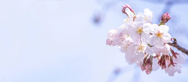 Красиві квіти вишні сакура (Prunus yedoensis) цвітуть навесні в парку замку, копіюють простір, крупним планом, макро . — стокове фото