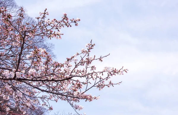 Mooie Yoshino kersenbloesems Sakura (Prunus yedoensis) boom bloeien in het voorjaar in het kasteelpark, kopieerruimte, close-up, macro. — Stockfoto