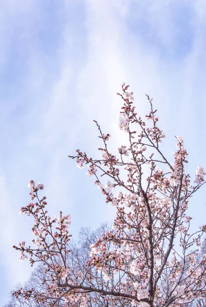 Belles fleurs de cerisier yoshino sakura (Prunus yedoensis) fleurs d'arbre au printemps dans le parc du château, espace de copie, gros plan, macro . — Photo