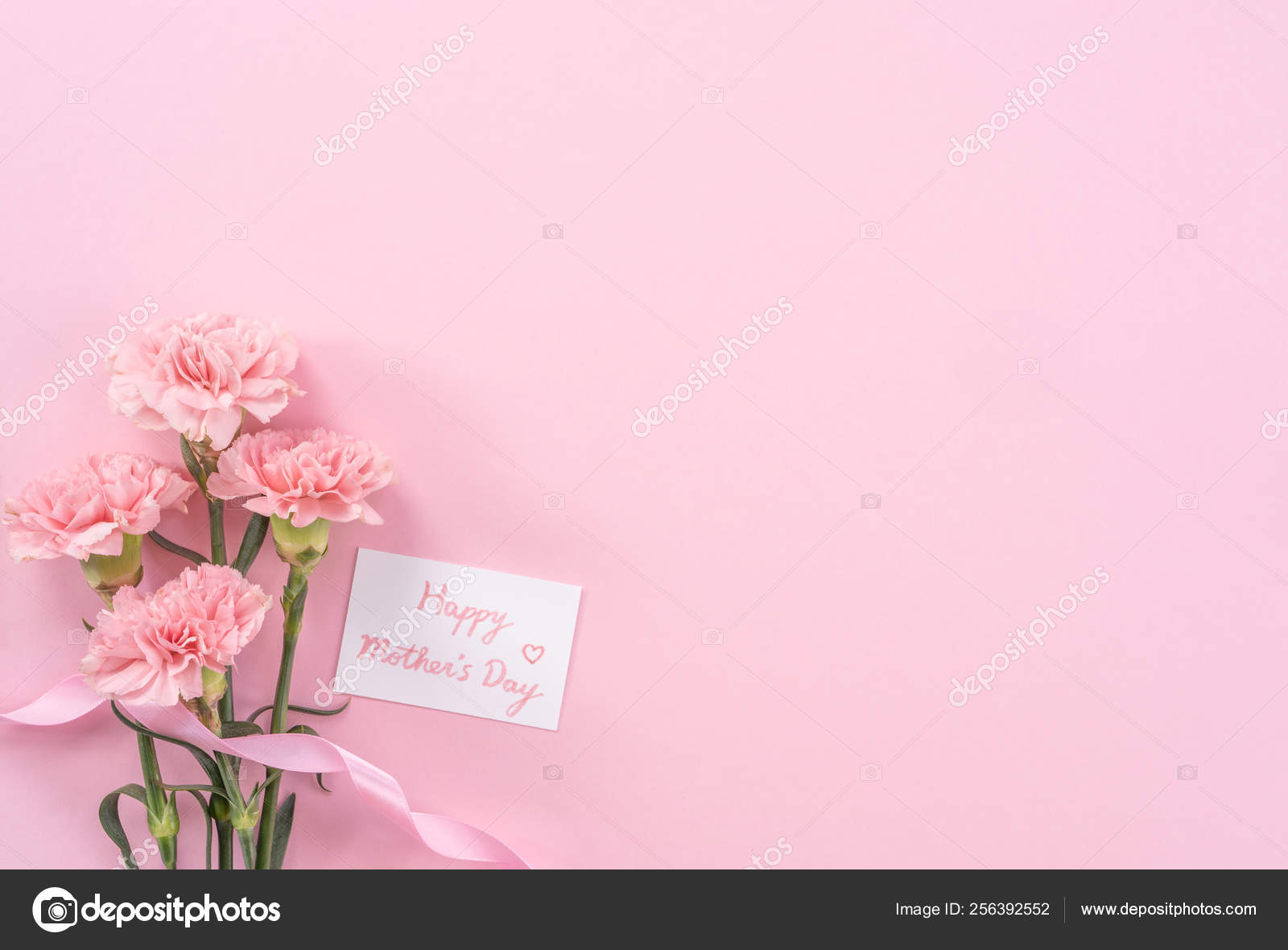 Beautiful fresh blooming baby pink color tender carnations isolated on  bright pink background, mothers day thanks design concept,top view,flat  lay,copy space,close up,mock up Stock Photo by ©romixcontact@  256392552