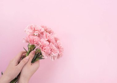 Kadın Elegance çiçek açan bebek pembe renk ihale karanfil soluk pembe arka plan, anneler gün dekor tasarım kavramı, üst görünüm, yakın yukarı, kopya alanı izole çiçeklenme