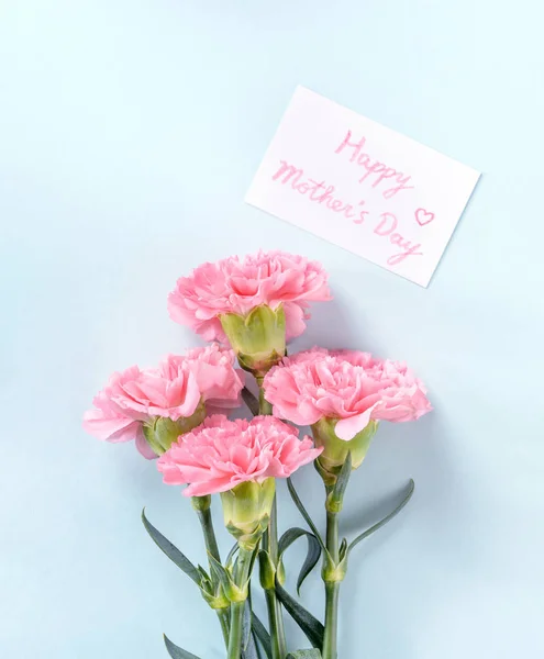 Beautiful fresh blooming baby pink color tender carnations isolated on bright blue background, mothers day thanks design concept,top view,flat lay,copy space,close up,mock up — Stock Photo, Image