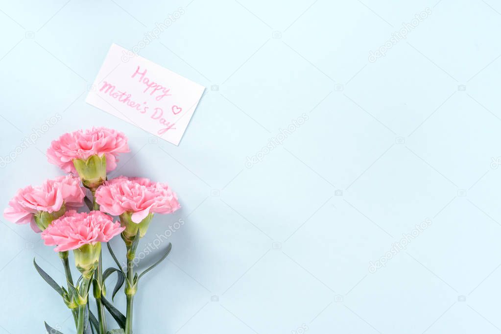 Beautiful fresh blooming baby pink color tender carnations isolated on bright blue background, mothers day thanks design concept,top view,flat lay,copy space,close up,mock up