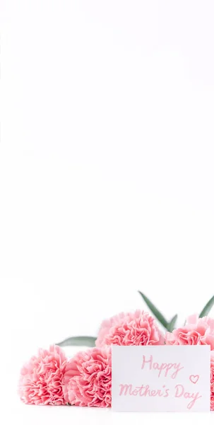 トップビューフロント、コピースペース、クローズアップ、モックアップ、クリッピングパス。母の日のコンセプトデザイン。明るい白い背景に隔離された美しい新鮮な咲く赤ちゃんピンクのカーネーション. — ストック写真