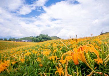 Mavi gökyüzü ve bulut, Fuli, Hualien, Tayvan, yakın çekim, kopya alanı ile Sixty Rock Dağı (Liushidan dağ) güzel turuncu daylily çiçek çiftliği