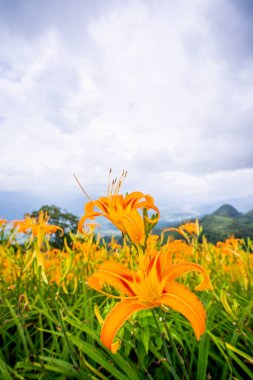 Mavi gökyüzü ve bulut, Fuli, Hualien, Tayvan, yakın çekim, kopya alanı ile Sixty Rock Dağı (Liushidan dağ) güzel turuncu daylily çiçek çiftliği