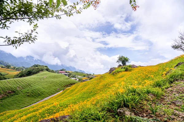 Beautiful orange daylily flower farm on Sixty Rock Mountain (Liushidan mountain) with blue sky and cloud, Fuli, Hualien, Taiwan, close up, copy space — Stock Photo, Image