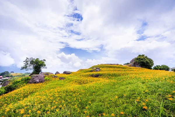 Beautiful orange daylily flower farm on Sixty Rock Mountain (Liushidan mountain) with blue sky and cloud, Fuli, Hualien, Taiwan, close up, copy space — Stock Photo, Image