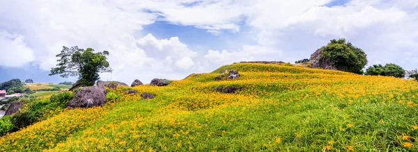 Beautiful orange daylily flower farm on Sixty Rock Mountain (Liushidan mountain) with blue sky and cloud, Fuli, Hualien, Taiwan, close up, copy space — Stock Photo, Image