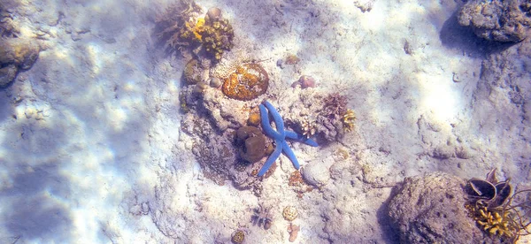 Snorkling utforska undervattens utsikt-vackra undervattens horn Carol rev på havs bottnen, närbild — Stockfoto