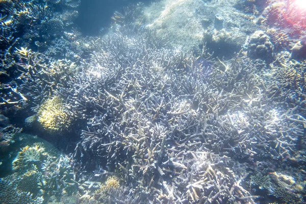 Snorkeling esplorare vista subacquea - bella barriera corallina subacquea canto sul fondo del mare, primo piano — Foto Stock