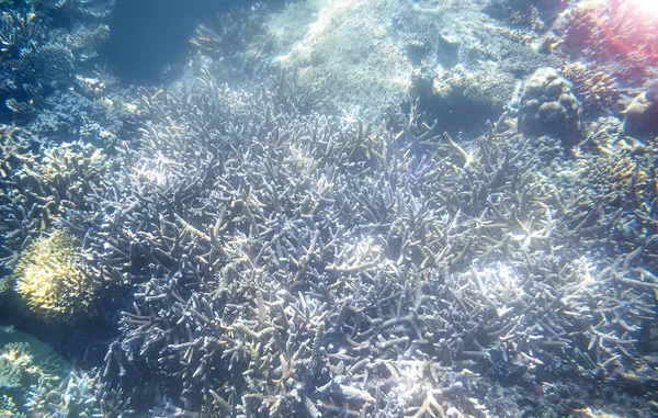 Snorkeling esplorare vista subacquea - bella barriera corallina subacquea canto sul fondo del mare, primo piano — Foto Stock