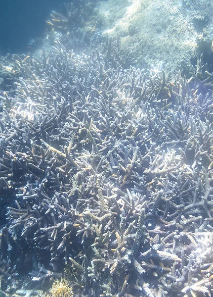 Snorkling utforska undervattens utsikt-vackra undervattens horn Carol rev på havs bottnen, närbild — Stockfoto