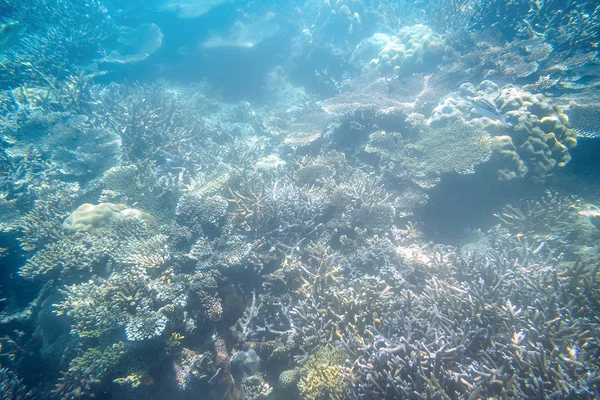 Mergulho com snorkel explorando a vista subaquática - belo recife de cântaro subaquático no fundo do mar, de perto — Fotografia de Stock