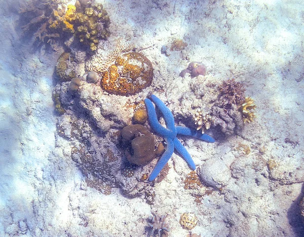 Snorkling utforska undervattens utsikt-vackra undervattens horn Carol rev på havs bottnen, närbild — Stockfoto