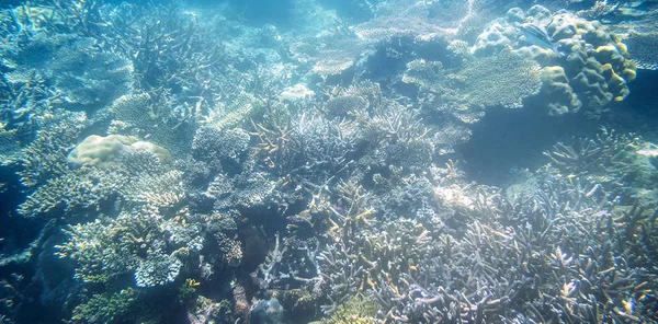 Snorkling utforska undervattens utsikt-vackra undervattens horn Carol rev på havs bottnen, närbild — Stockfoto
