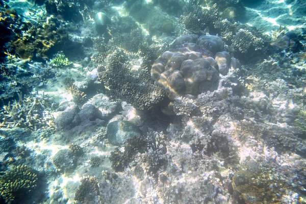 Sualtı görünümü keşfetmek şnorkelli yüzme-deniz dibinde güzel sualtı boynuz Carol resif, yakın yukarı — Stok fotoğraf