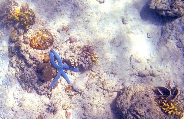 Snorkeling exploring underwater view - beautiful underwater antler carol reef on the seabed, close up