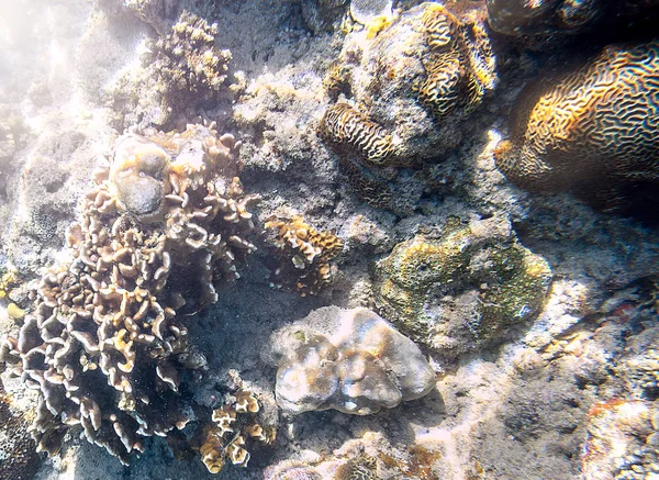 Snorkling utforska undervattens utsikt-vackra undervattens horn Carol rev på havs bottnen, närbild — Stockfoto