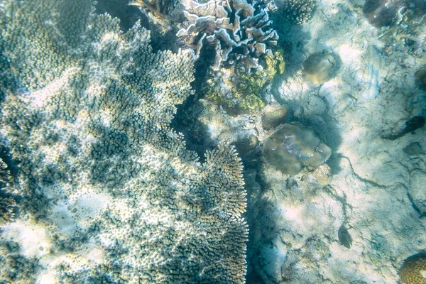 水中ビューを探索シュノーケリング - 海底の美しい水中アントラーキャロルリーフ、クローズアップ — ストック写真